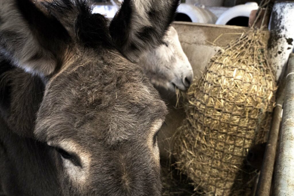 Donkeys eating